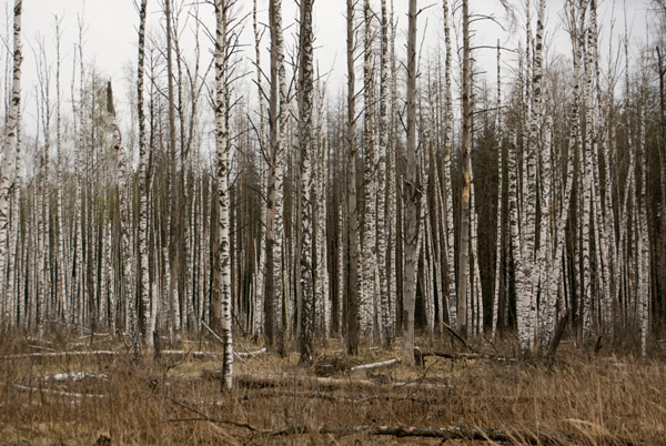 白樺樹汁是什麼?來自森林的清新補水選擇 birch 1