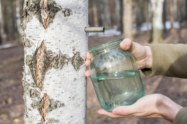 白樺樹汁是什麼?來自森林的清新補水選擇 birch 2